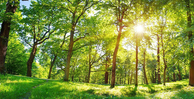 JOURNÉE MONDIALE DE L’ENVIRONNEMENT