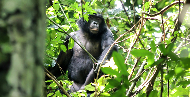 Populations locales et bonobos